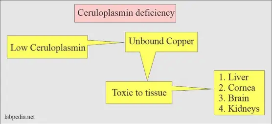 Ceruloplasmin deficiency