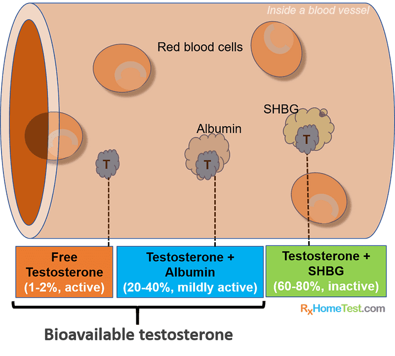 bioavailable testosterone