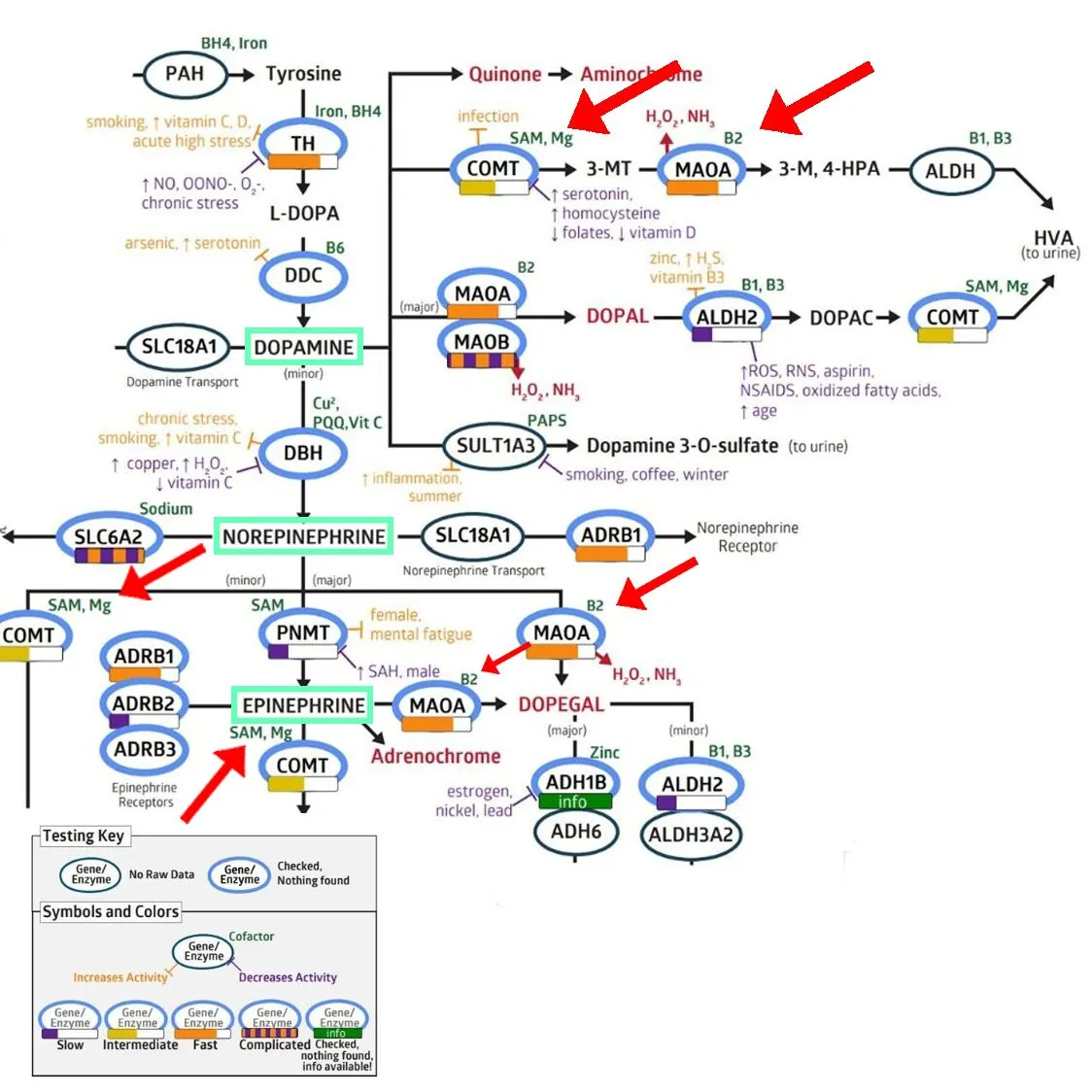 biochemical graph