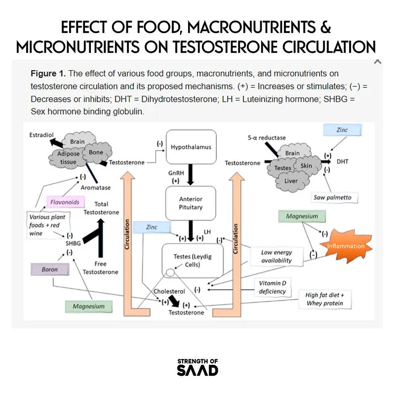 effect of food, macronutrients, micronutrients on testosterone circulation
