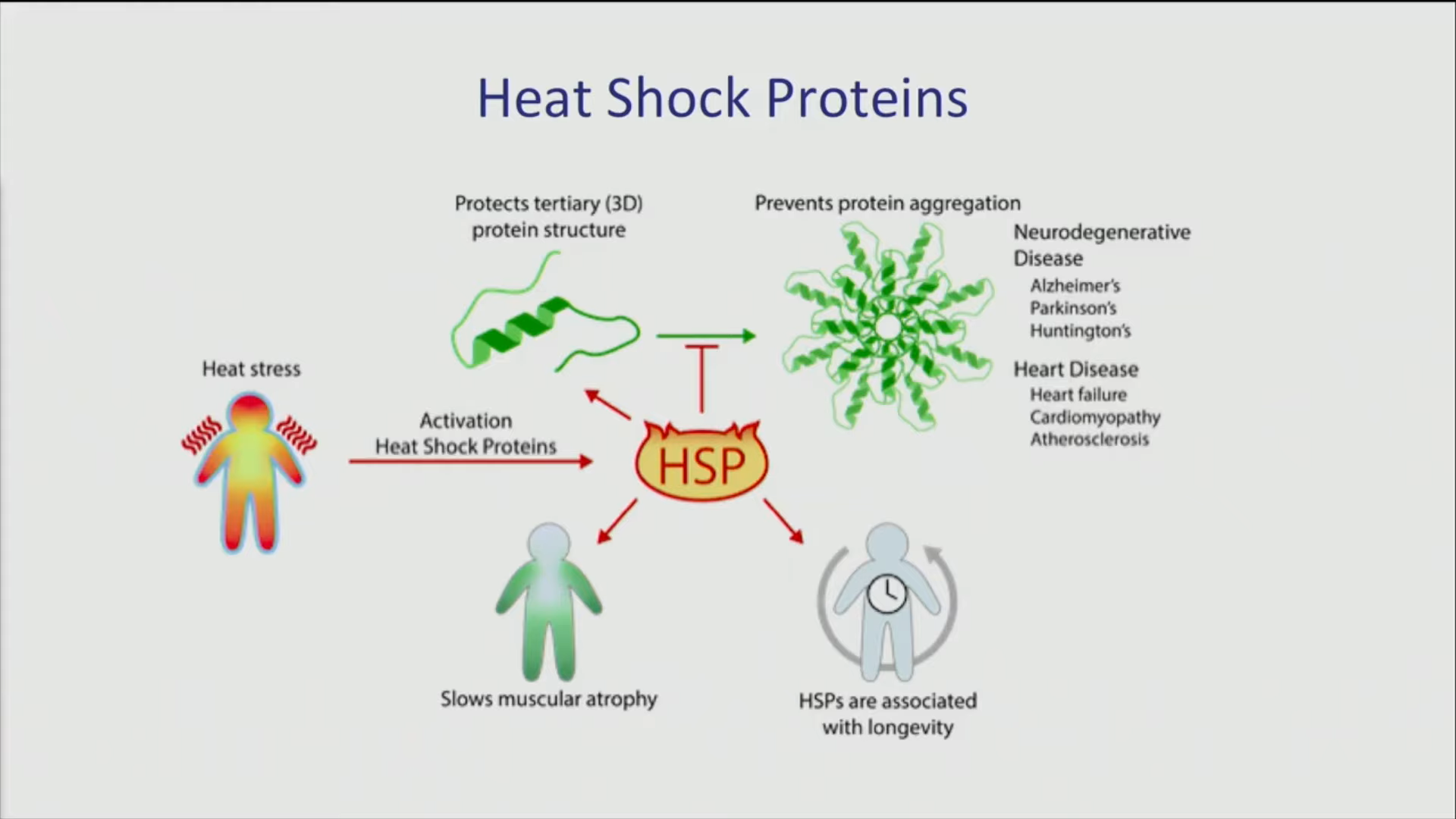 heat shock proteins