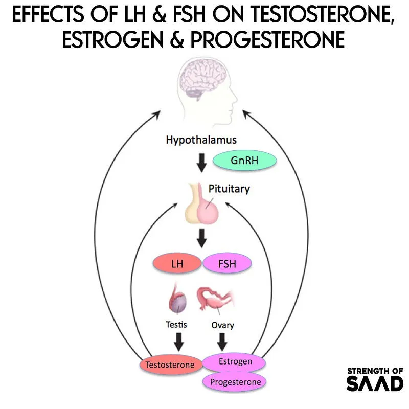 effects of lh and fsh