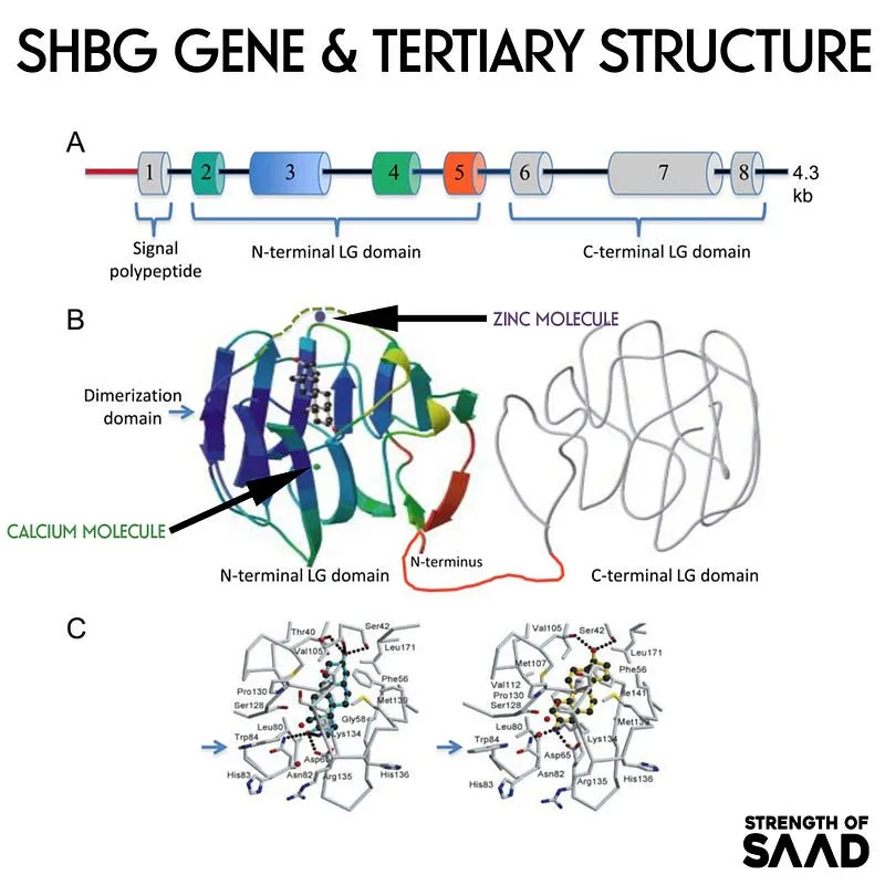 shbg gene